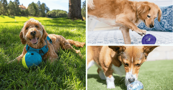 Top 5 Dog Treat Dispensers For Happy Pups!