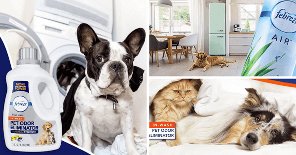 No More Foul Smells With These 5 Febreze Pet Odor Solutions!