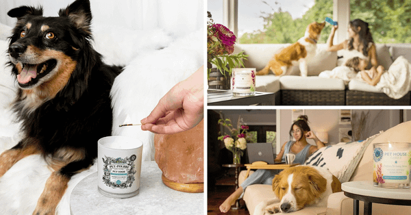 Sniffing Out The 5 Best Pet Odor Eliminator Candles!