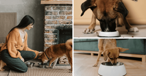 The Ultimate Guide To The 5 Best Salmon Dog Foods!