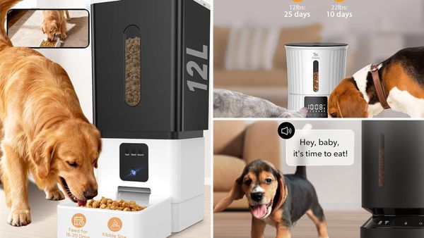 Best Automatic Dog Feeder 2026: 5 Picks for Small and Large Dogs