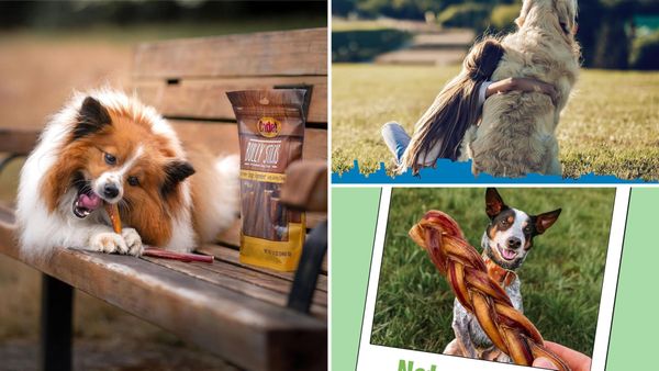 Best Bully Sticks for Dogs 2026: 5 Picks by Size, From Puppy to Big Chewer