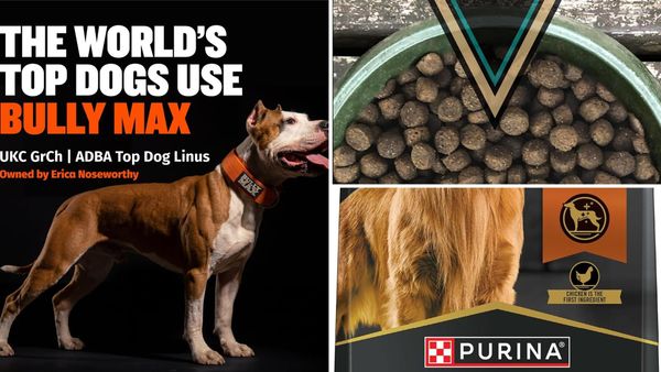 Best Dog Food for Pitbulls 2026: 5 Picks for Muscle and Skin