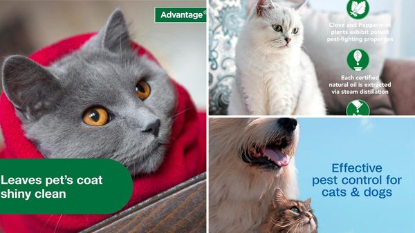 Best Flea Shampoo for Cats 2026: 5 Picks for Cats and Kittens