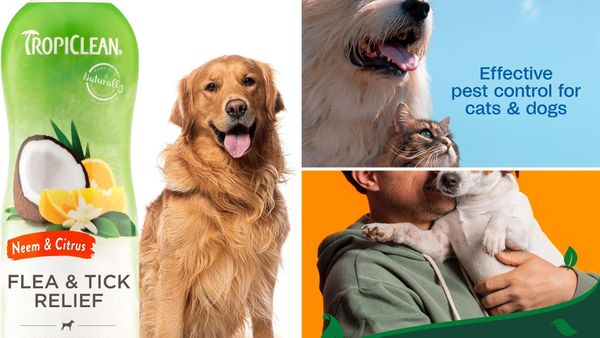 Best Flea Shampoo for Dogs 2026: 5 Picks, Chemical and Plant-Based