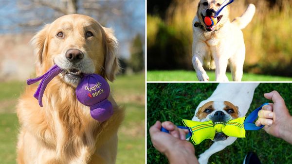 Best Tug Toys for Dogs 2026: 5 Picks for Big Pullers and Small Players