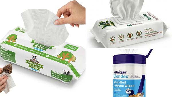 Dog Butt Wipes 2026: 5 Best Wipes for Paws, Rear Ends and Odor
