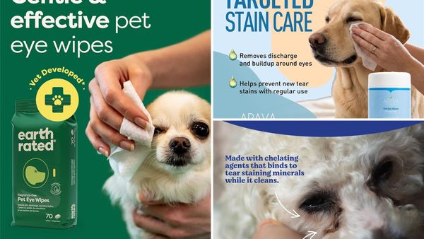 Dog Eye Wipes 2026: 5 Best for Tear Stains and Daily Cleanup