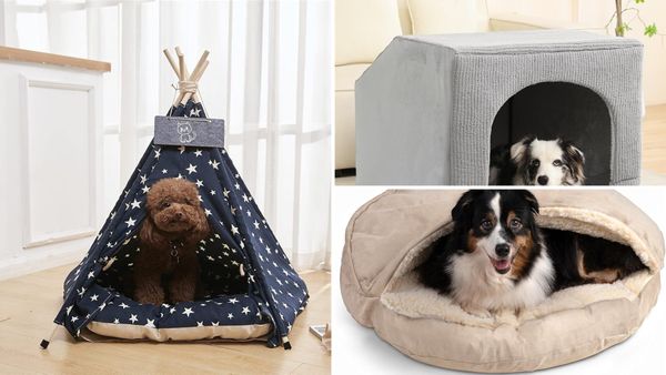 Dog Tent Bed 2026: 5 Cozy Teepees and Cave Beds for Small to Large Dogs