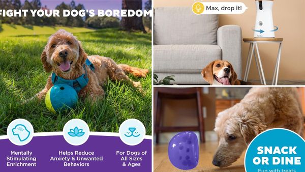 Dog Treat Dispenser 2026: 5 Best Picks, From $8 Balls to a Treat-Tossing Camera