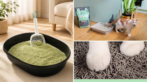 Best Tofu Cat Litter 2026: 5 Low-Dust, Clumping Picks Compared