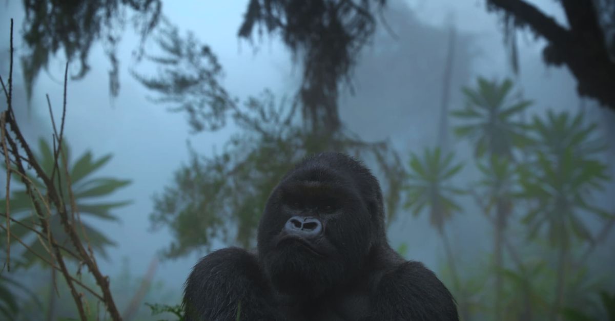 ‘A Gorilla Story: Told by David Attenborough’ is Moving and Contemplative