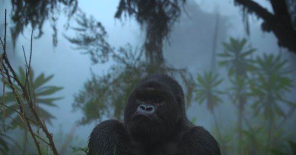 ‘A Gorilla Story: Told by David Attenborough’ is Moving and Contemplative