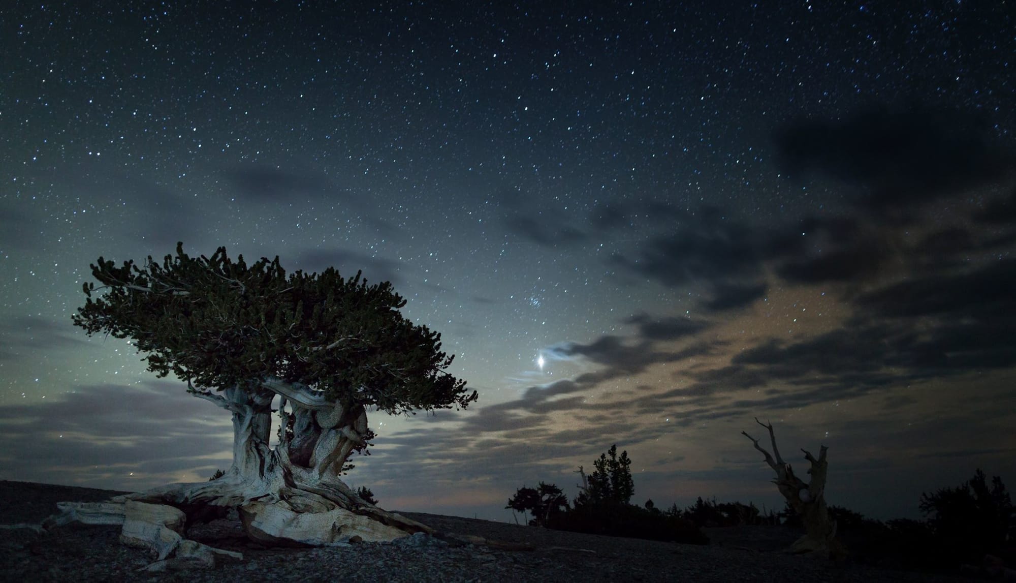 A night photo of an old, gnarled bristlecone pine tree growing under a starry sky with a few scattered clouds.