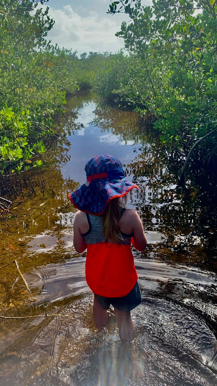 A child in a broad-brimmed hat, tank top, and shorts walks through shallow water through a stand of red mangrove.