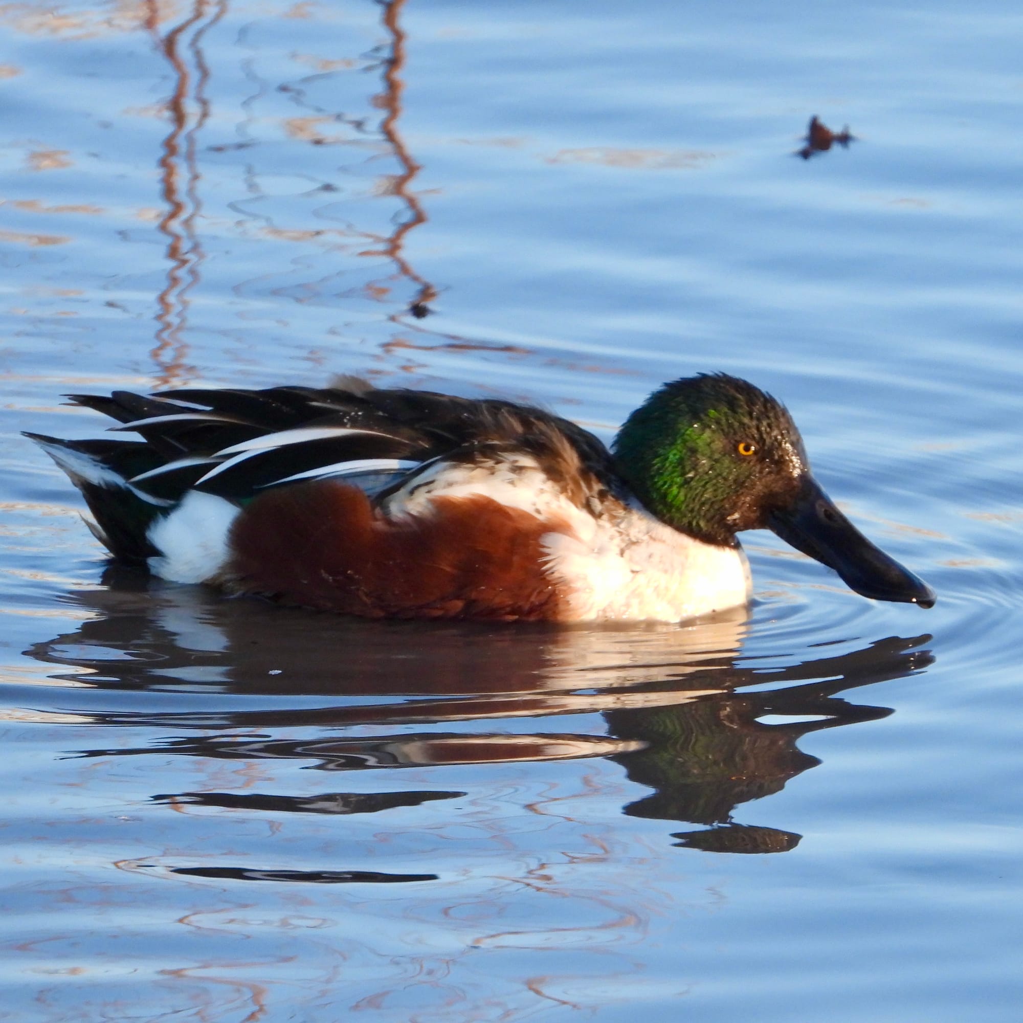 A duck with a large bill, green head, white chest, chestnut sides, and dark grey back sits in a pond.
