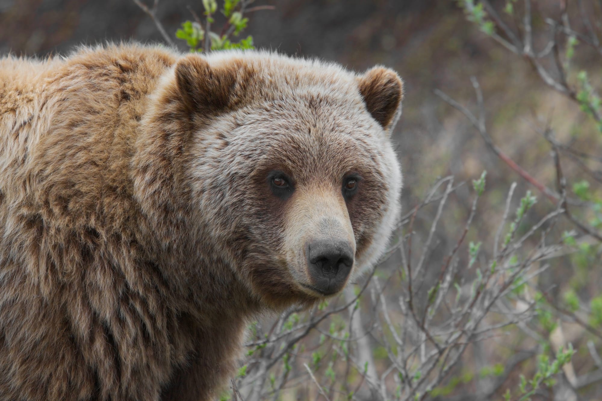 A large grizzly bear stands in front of shrubs, looking toward the camera.
