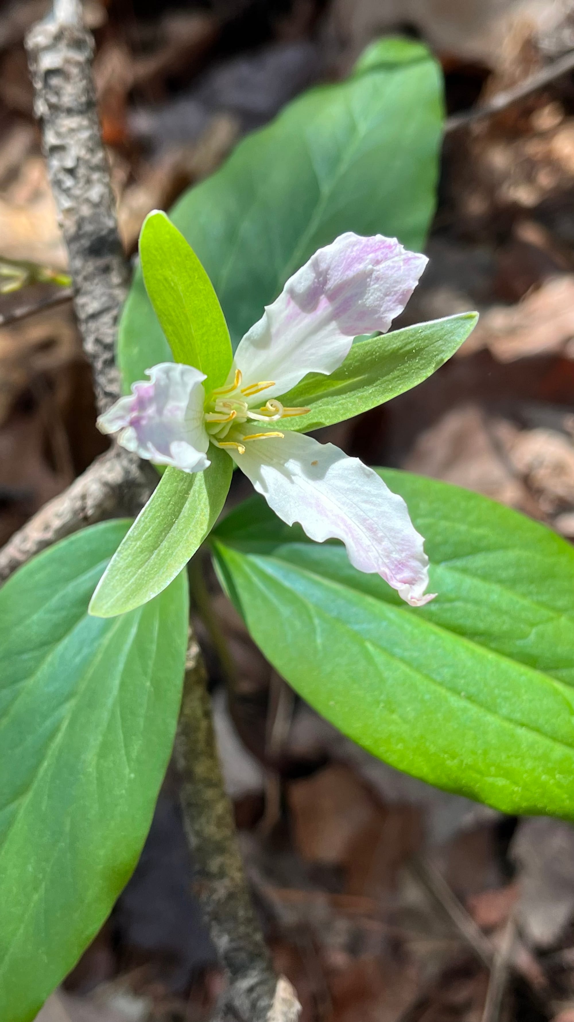 A flower with three white-pink petals and two sets of triplet leaf-like bracts.