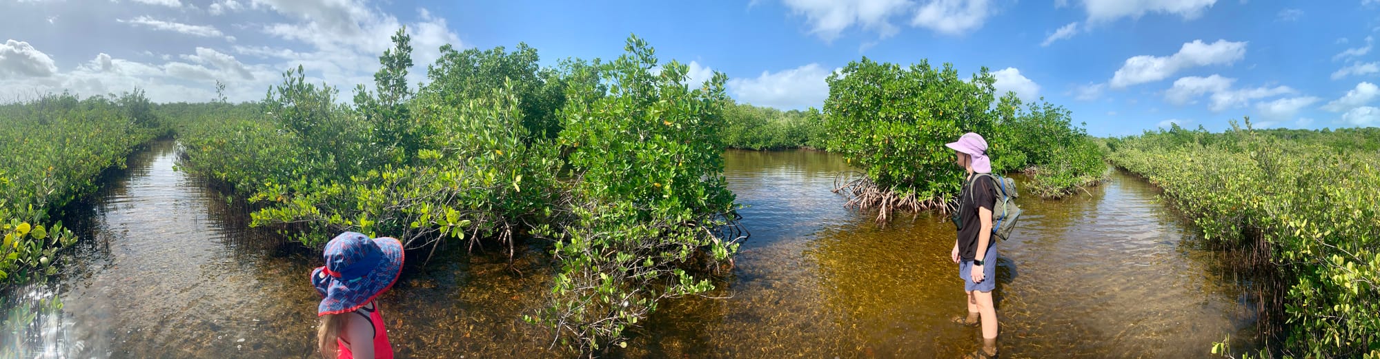 Two people, an adult and a child, wade in shallow water with mangroves all around, under mostly clear skies with some puffy clouds.