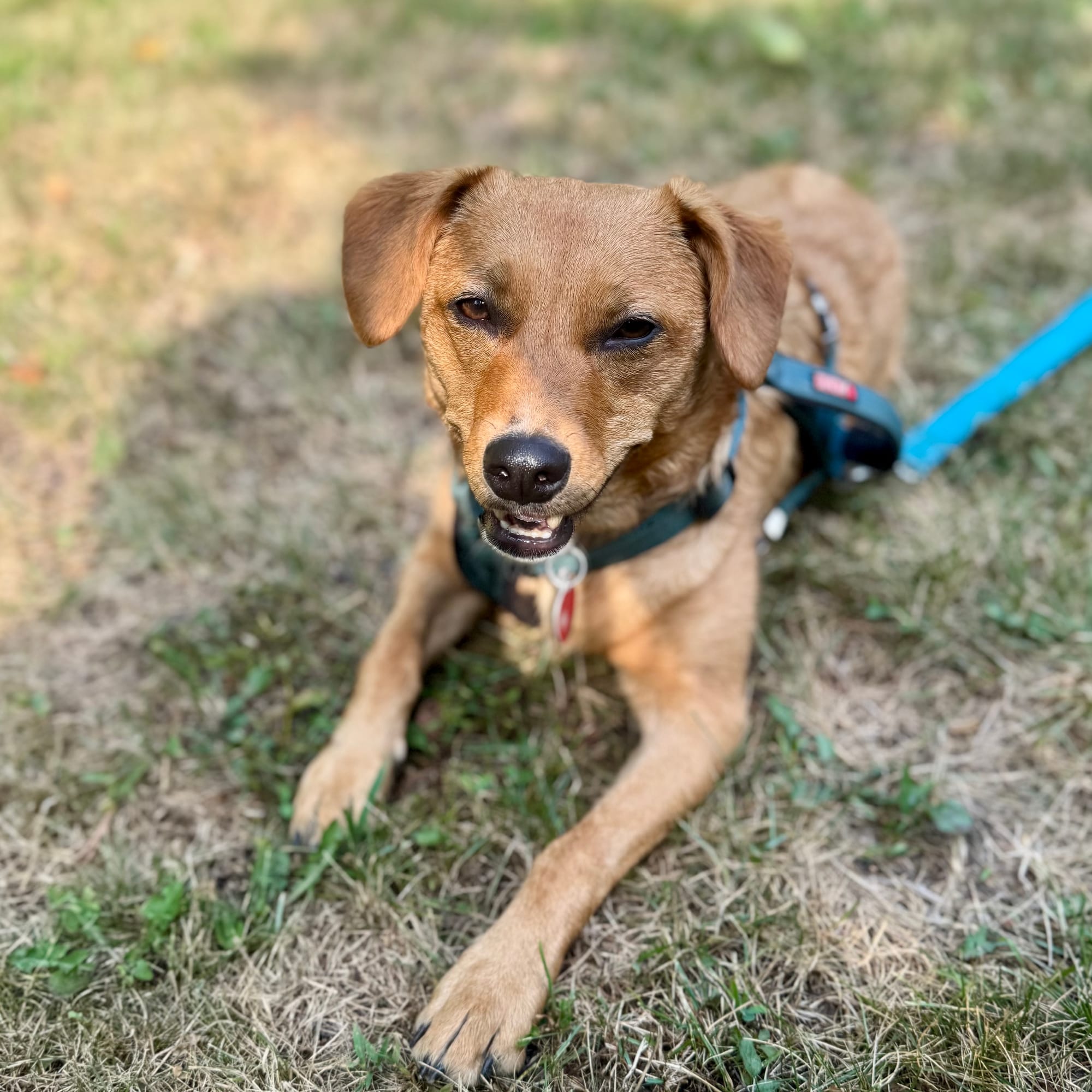 A chestnut-colored chihuahua-beagle mix laying on grass, obviously smiling.