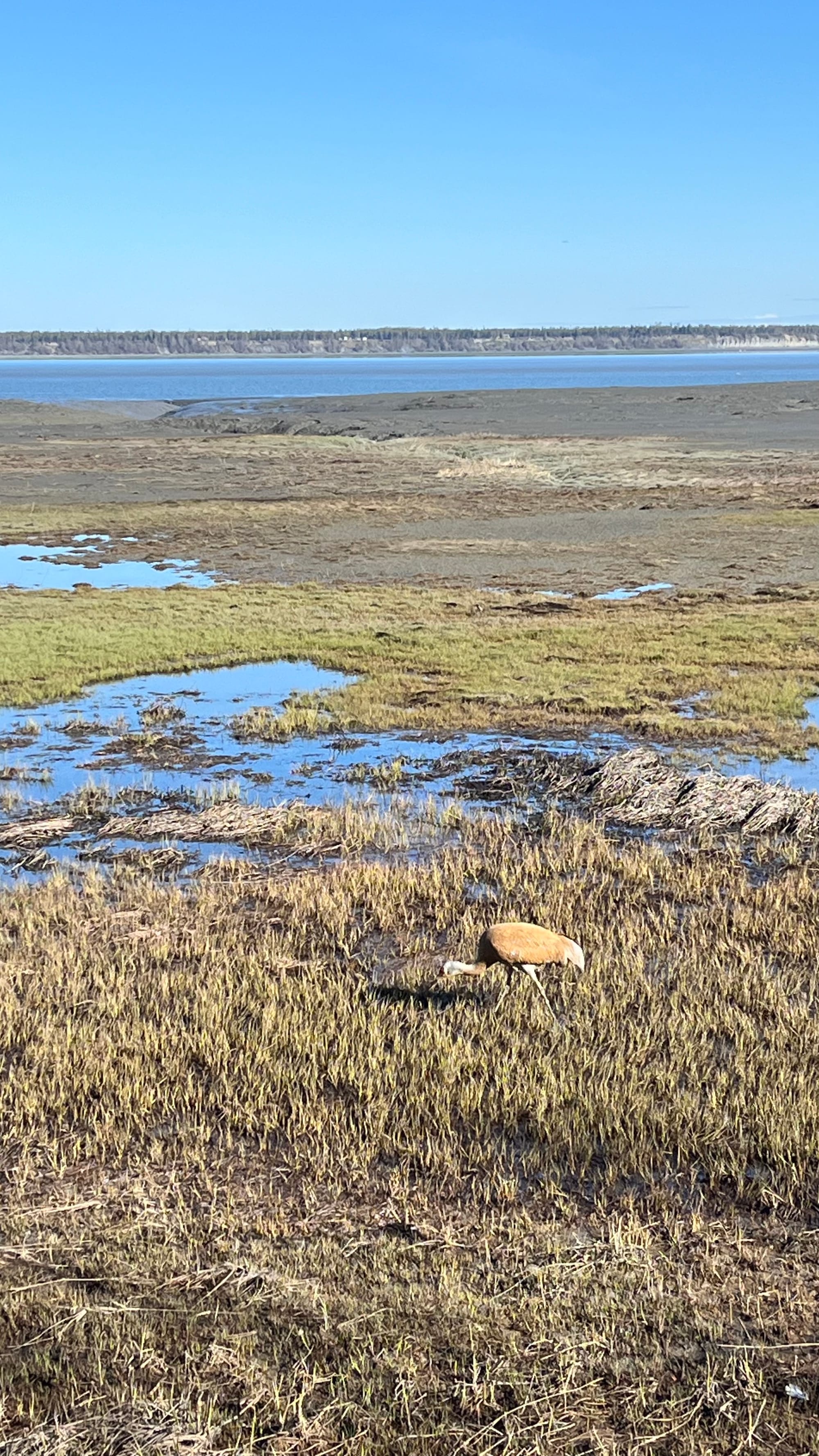 A large, rusty colored bird walks with its head down in a marsh, with open water in the distance and blue skies overhead.