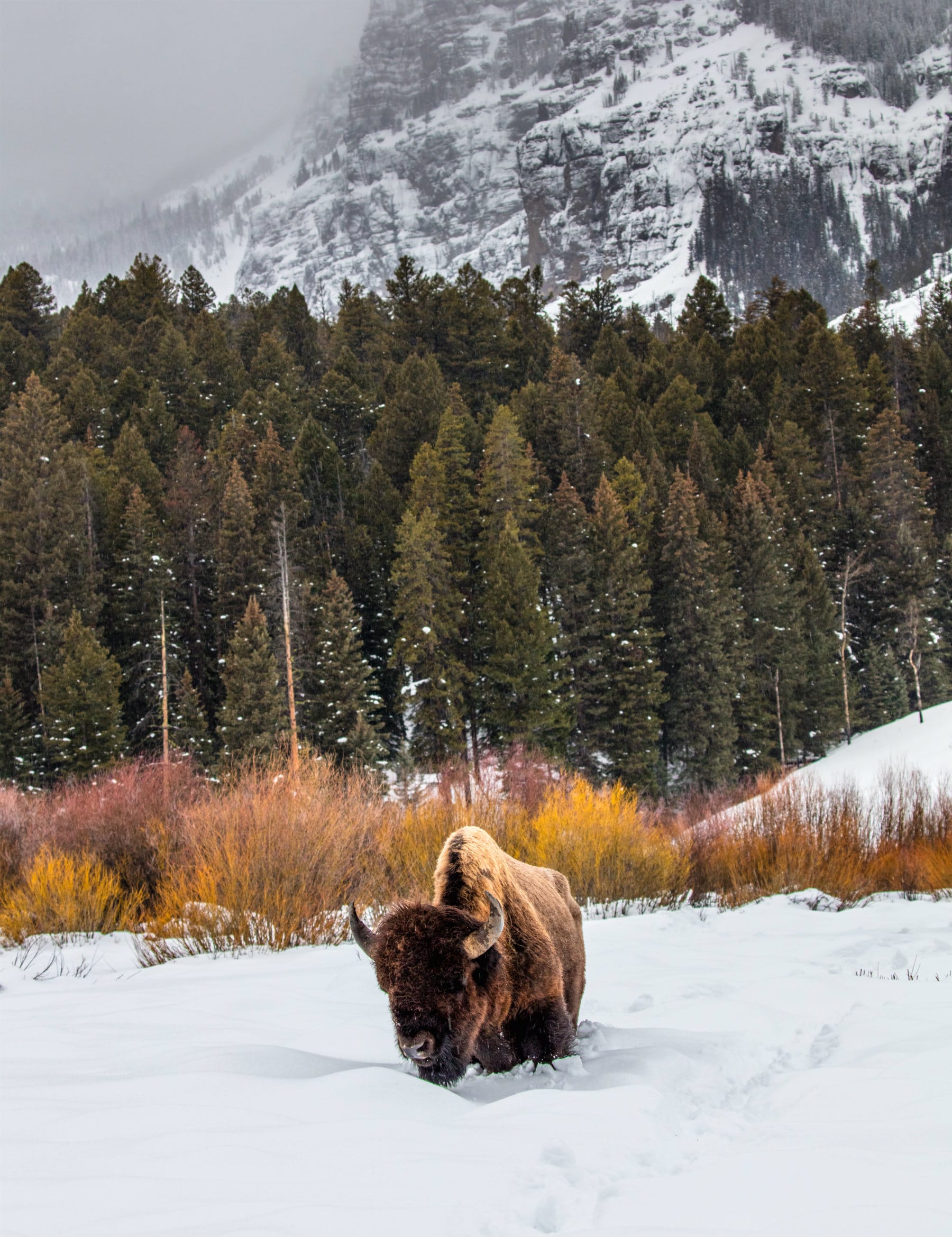 A bison stands in deep snow with a few bushes in the background, trees further back, and a rugged mountain slope behind that.
