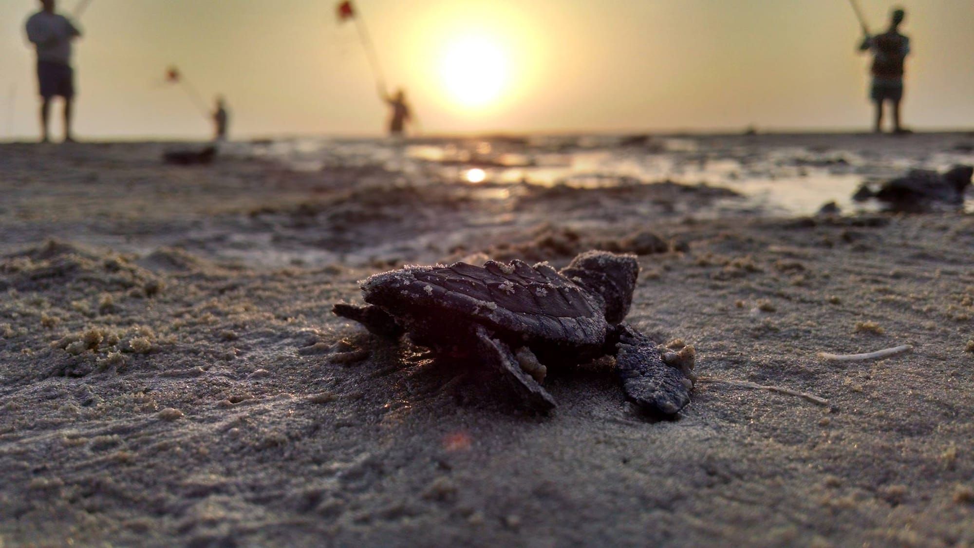 A baby sea turtle in the foreground on sand is facing the rising sum above, with a few people holding flags in the background.