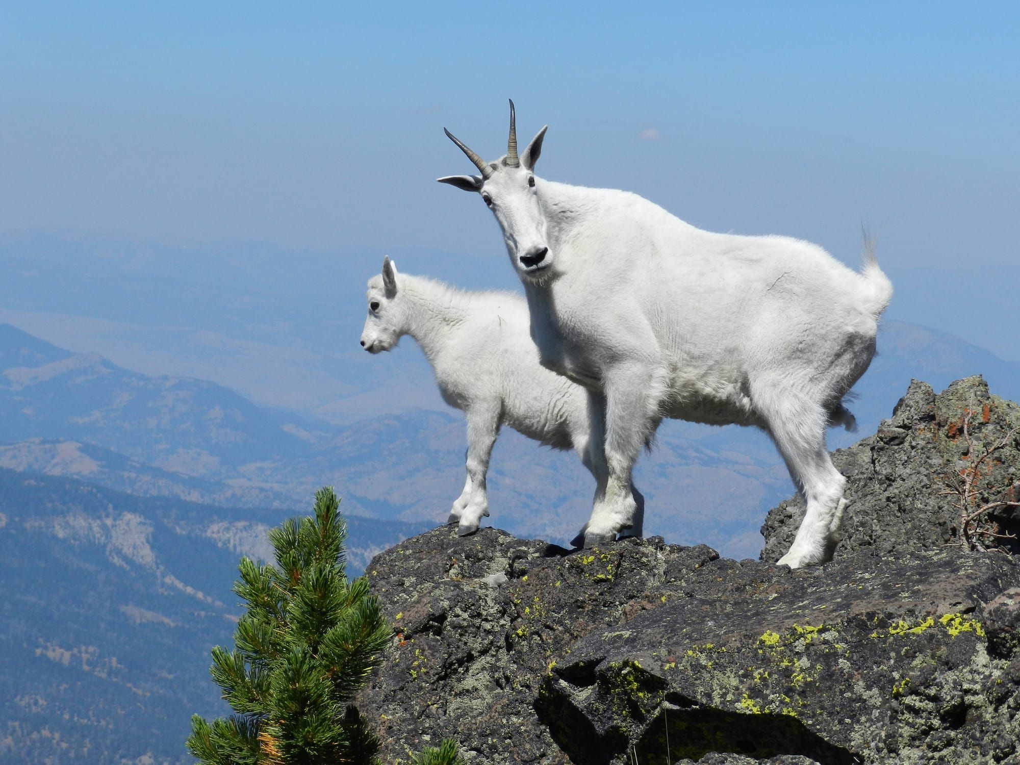 An adult mountain goat looks at the photographer while a young mountain goat looks into the distance. Both are standing on a rock outcrop with a valley in the background.