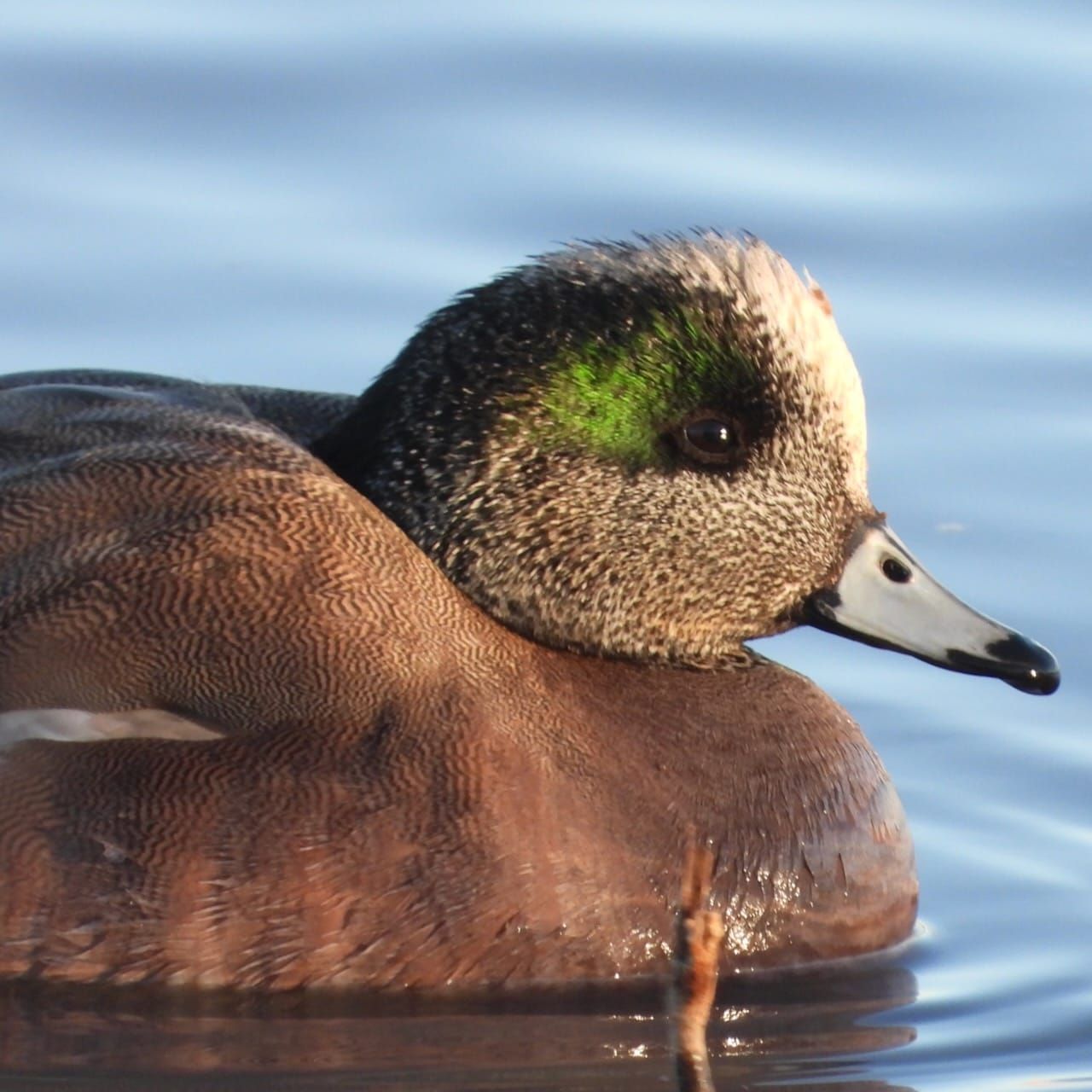 A duck with a white forehead, a green head patch, and a brown body with fine barring on the feathers floats in water.