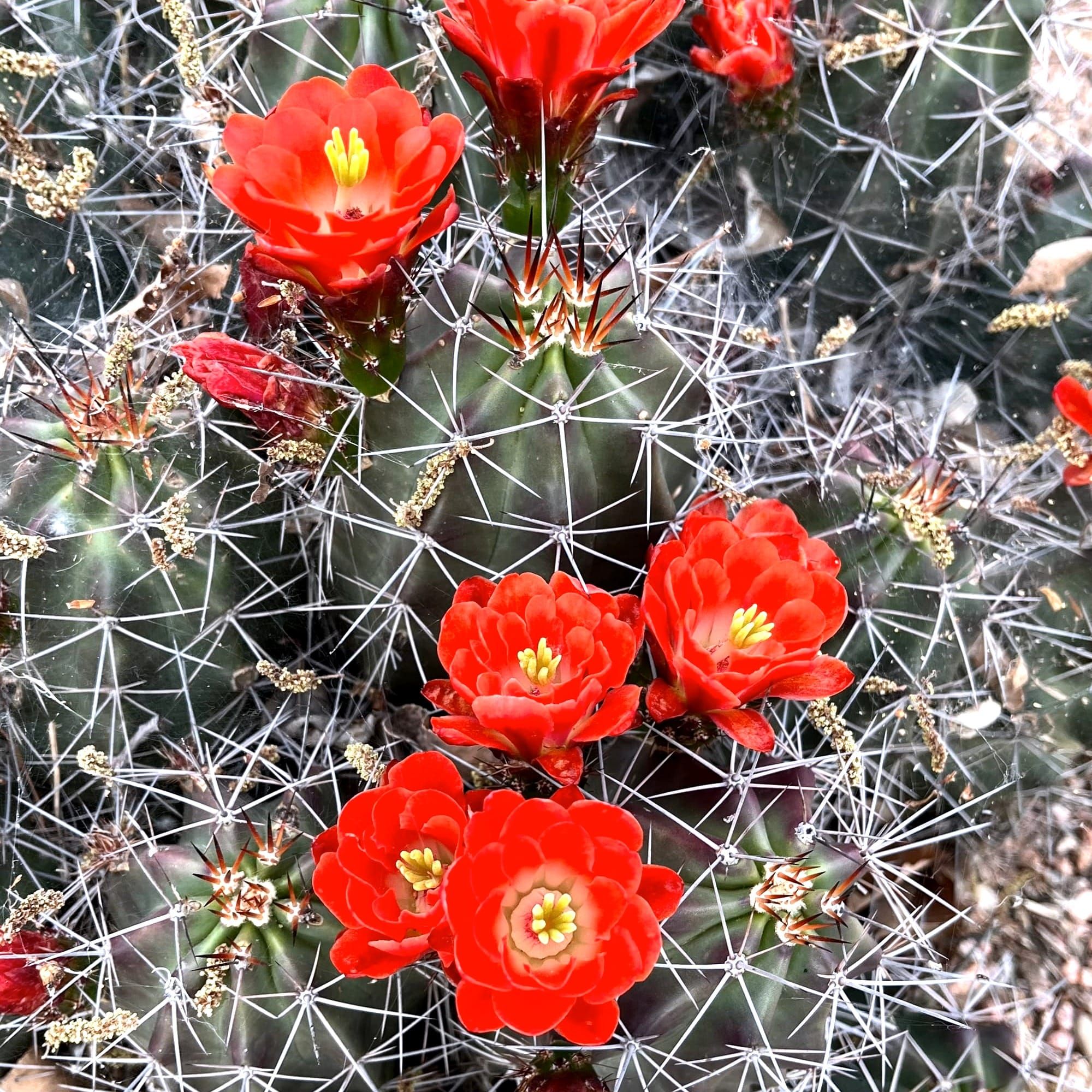 A cluster of cactus bulbs with bright red flowers.