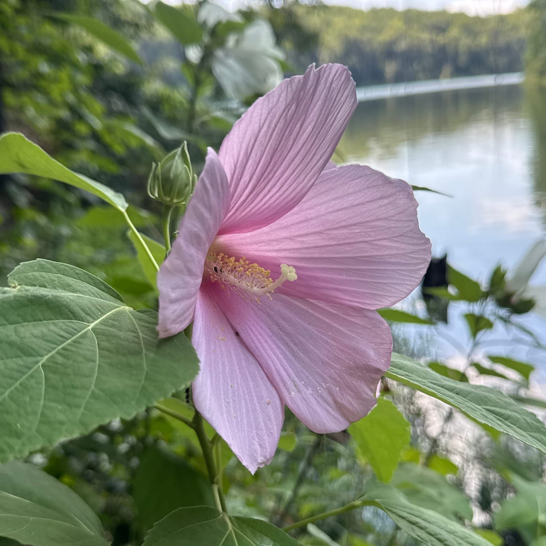 A pink flower with five petals, a few leaves, and a waterway out of focus in the background.