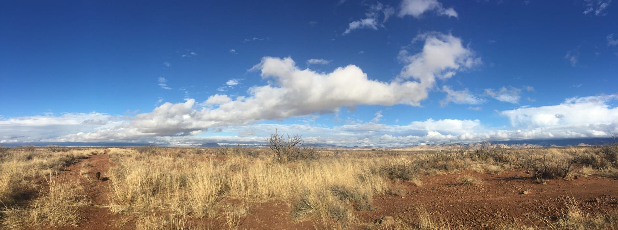 A desert grassland under partly cloudy skies.