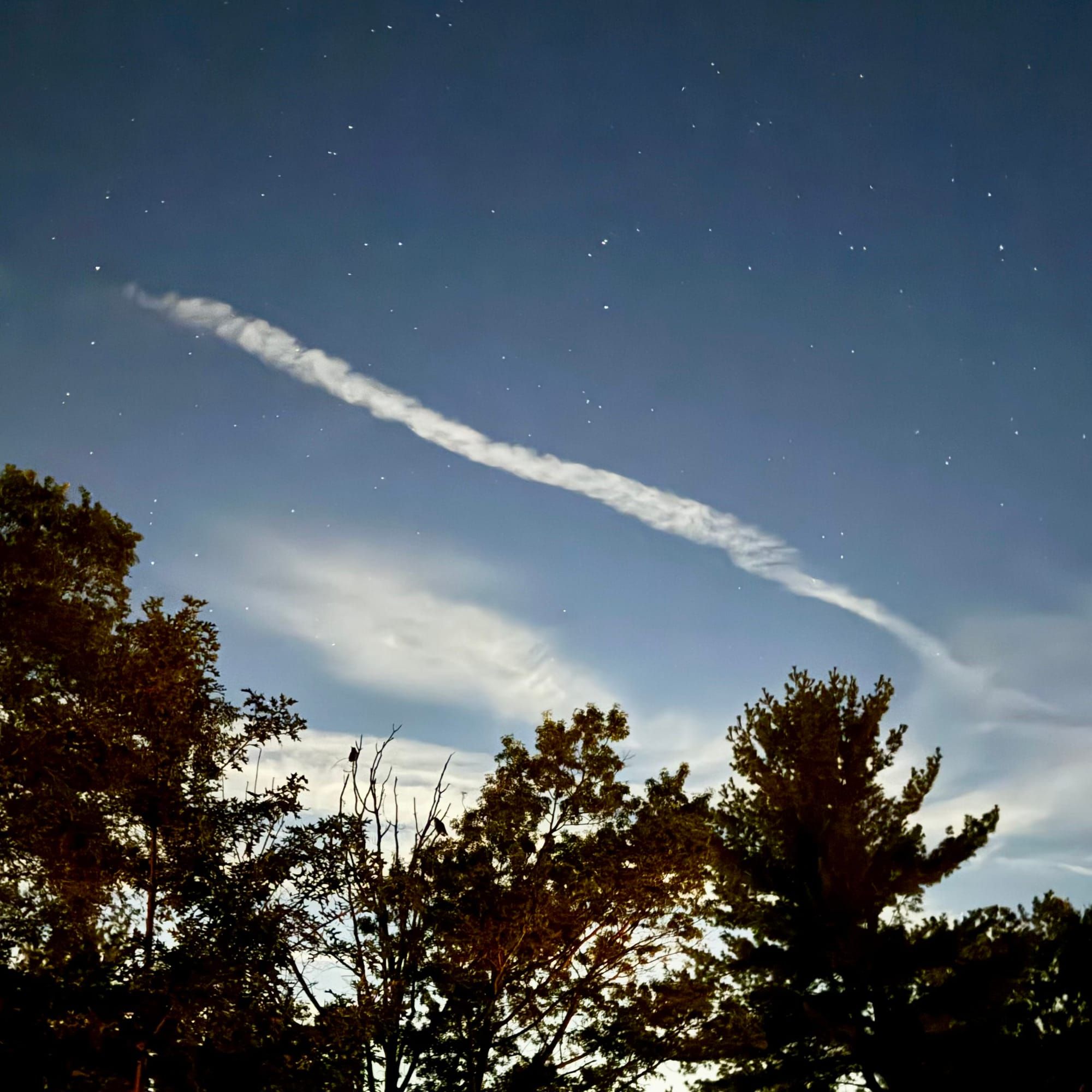 Trees silhouettes against a night sky witha. few clouds, and two owls visible in the dead top of one of the trees.