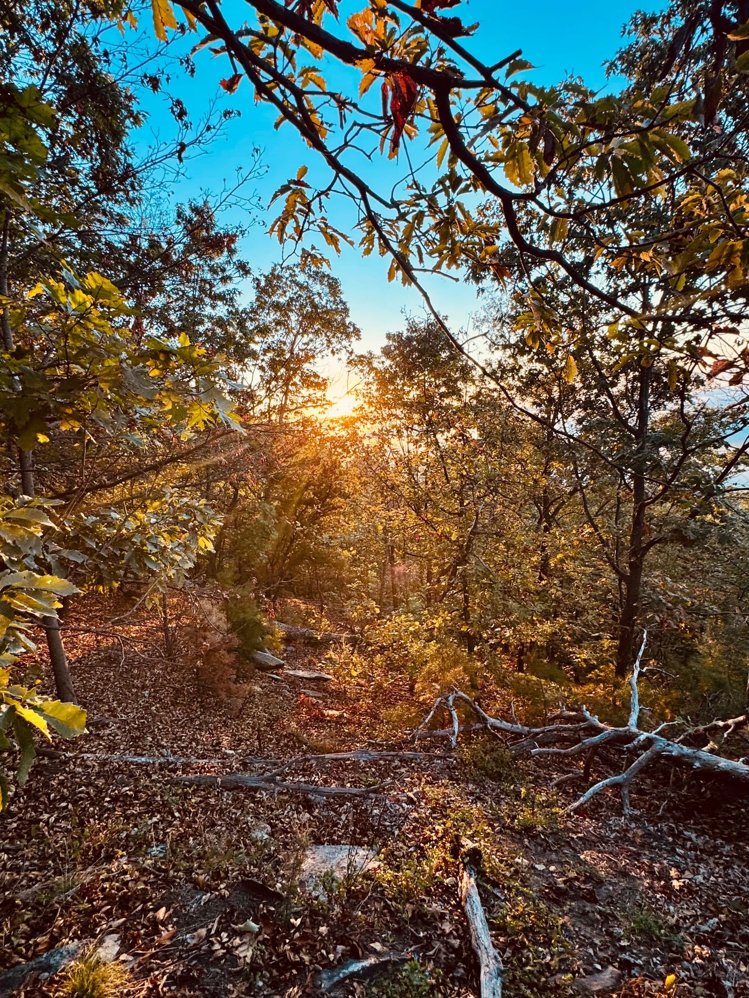 Sunrise through a mixed forest under a clear blue sky.