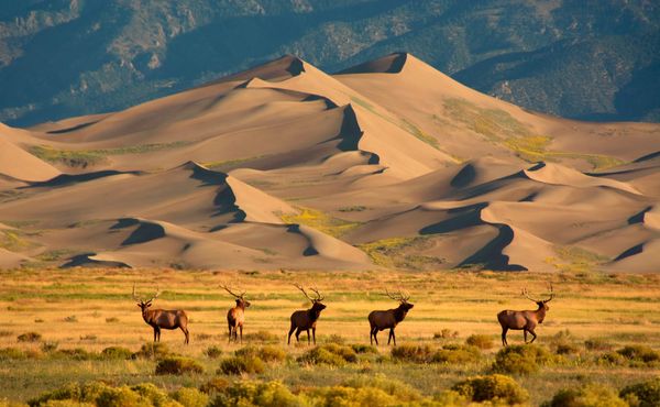 A group of five elk stand in a grass-shrub habitat, with tall, wind-blown sand dunes in the mid-ground, and wooded mountains are in the background.