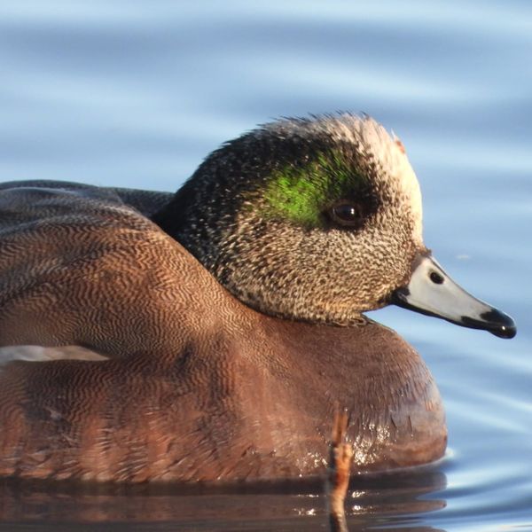 A duck with a white forehead, a green head patch, and a brown body with fine barring on the feathers floats in water.