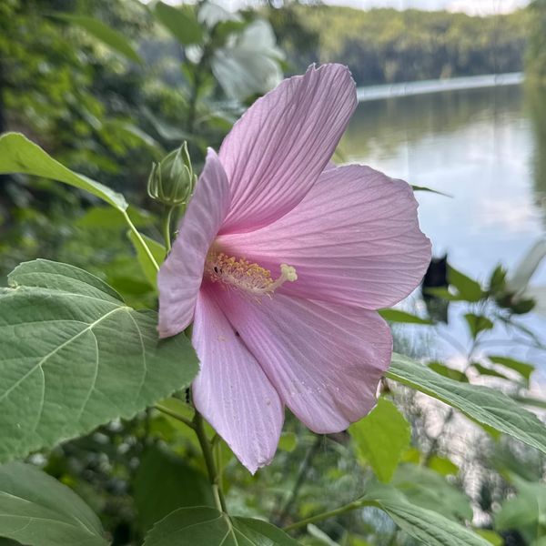 A pink flower with five petals, a few leaves, and a waterway out of focus in the background.