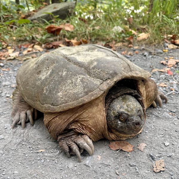 A large common snapping turtle on a gravel trail.