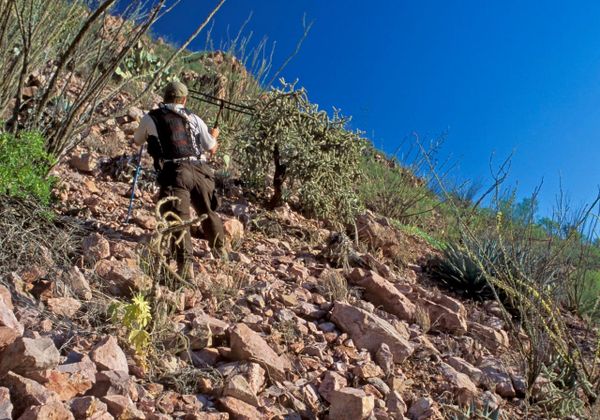 A person climbs a rocky desert hillside carrying a radio telemetry antenna, which is pointed at a cholla cactus.