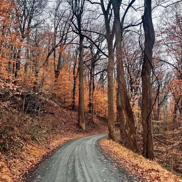 A dirt road on a wooded hillside with American beech trees and their yellowish-orange leaves lighting up the scene.