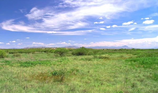 A lush desert grassland and distant desert scrub hills with mountains in the background and partly blue skies overhead.