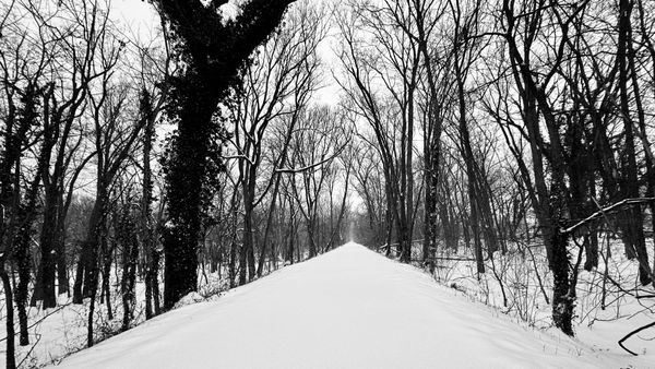 A snow-covered forest and two-track trail, in black-and-white.
