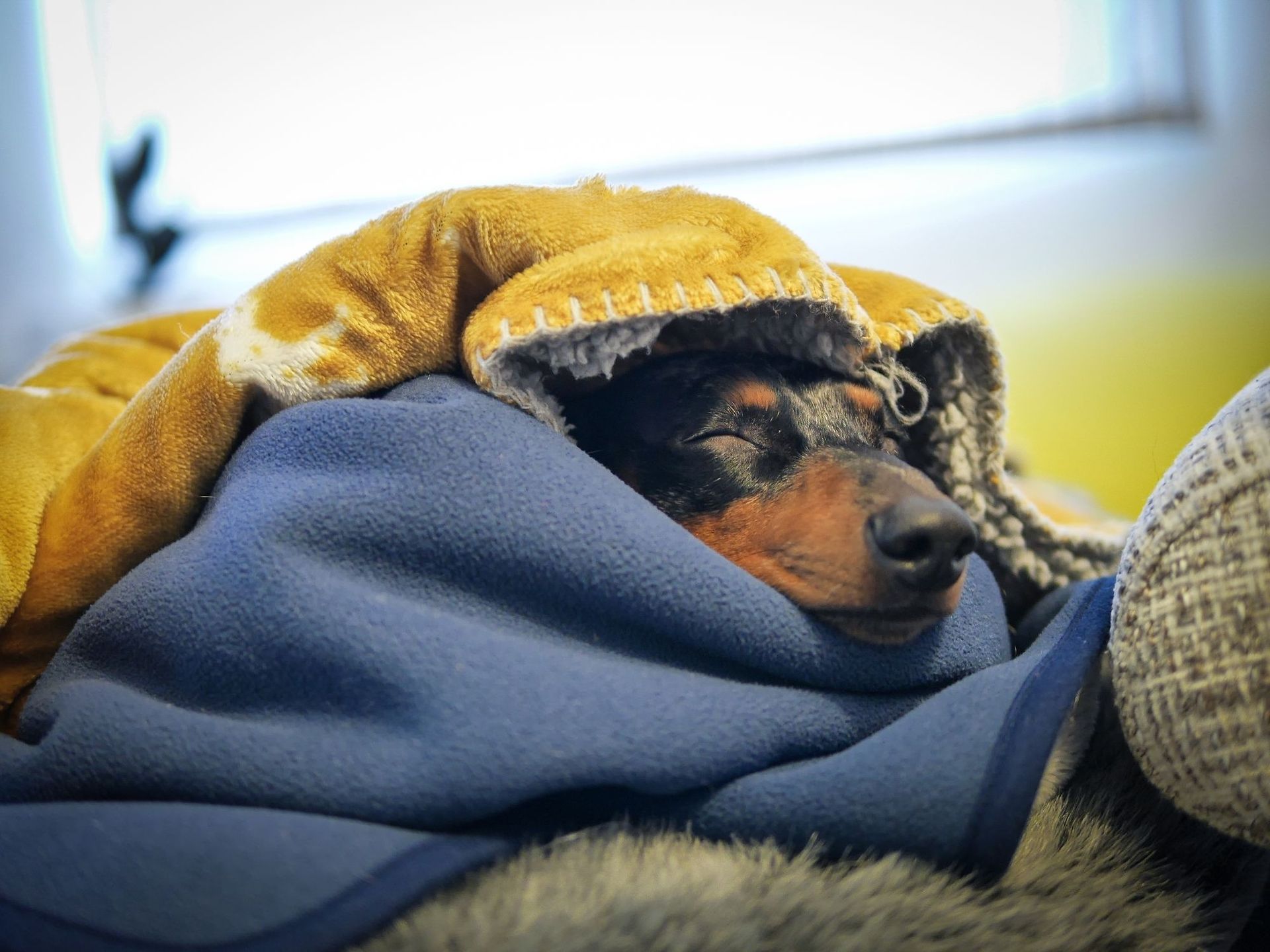 Wallace the Brave Dog Part 1: You Had Me At Hello
