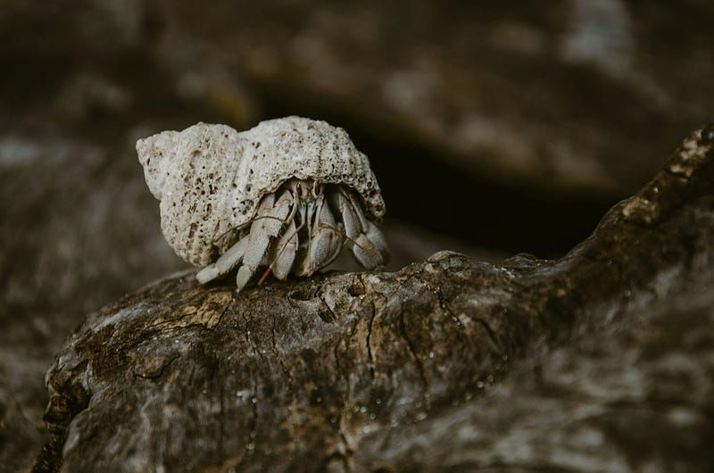 Confession of A Hermit Crab