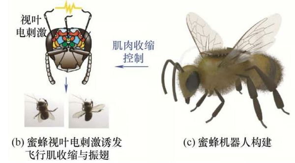 Scientists Successfully Steer Live Bees With Brain Implants in Breakthrough Cyborg Tech