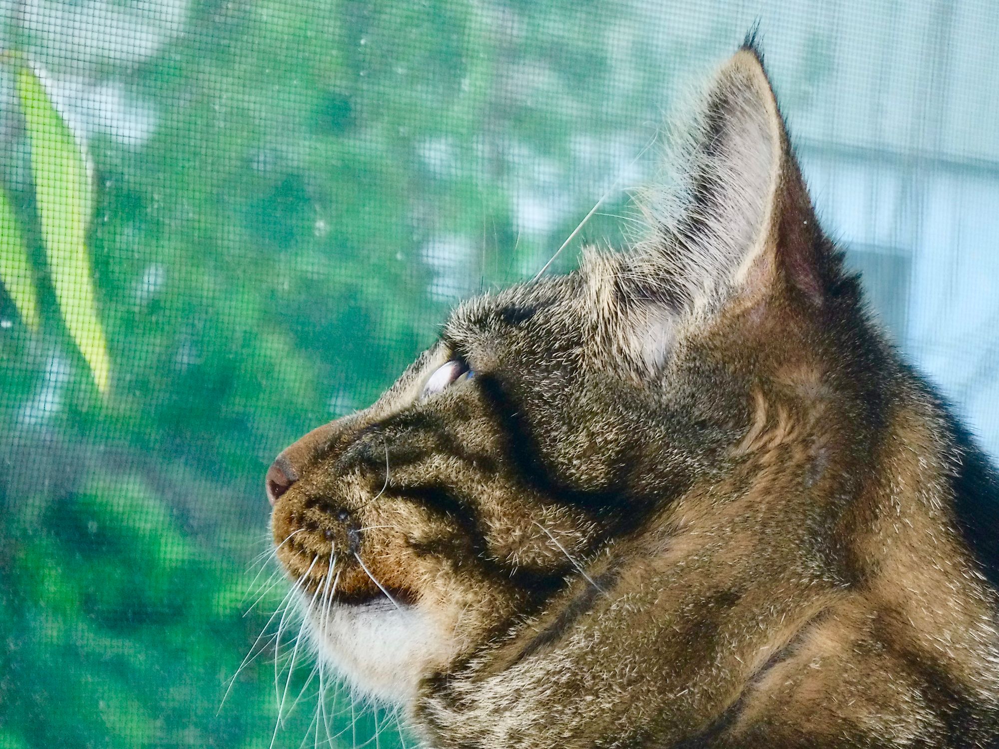 KITTY CATS: MY CAT TIGGER!