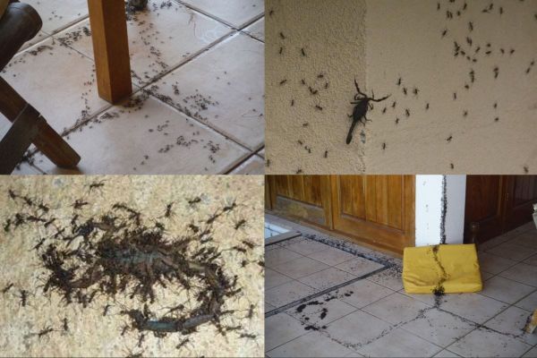 What kind of ants come into your house in Costa Rica and clean up all the insects? What are the cleaner ants of Costa Rica?