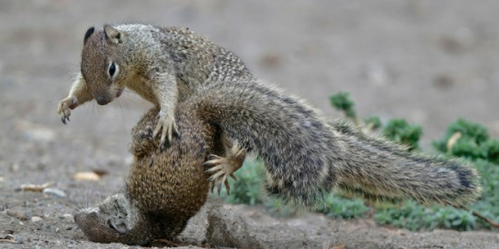 Animals fighting