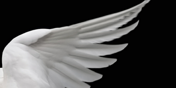 White wings.