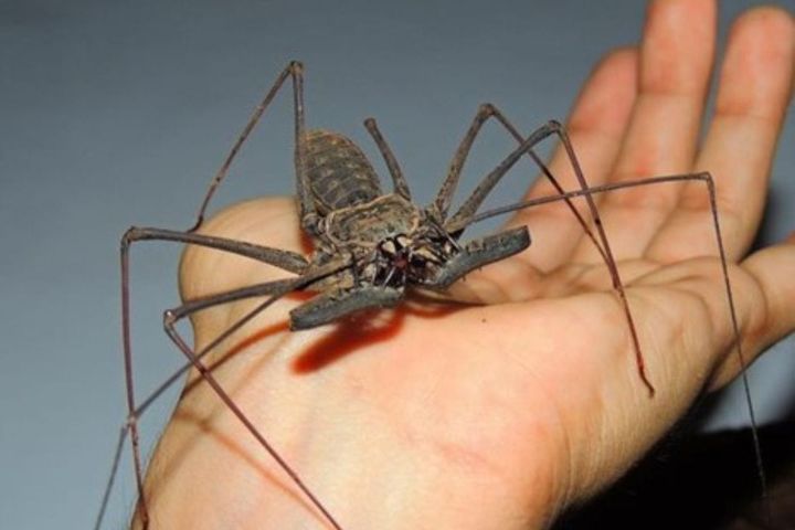 Can you keep Amblypygi - whip spiders or tailless whip scorpions as pets?